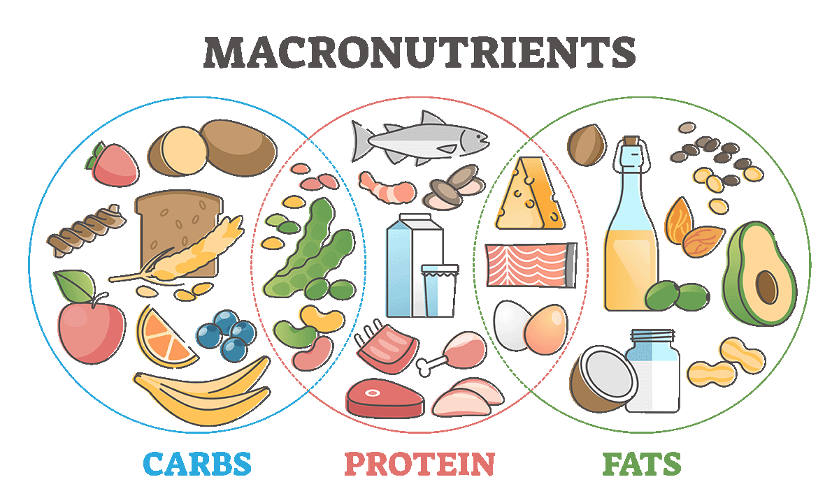 macronutrients for children in Confident Body Program